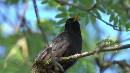 bird 07