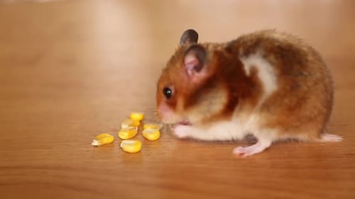 Hamster Eating Corn Kernels on Light Brown Surface
