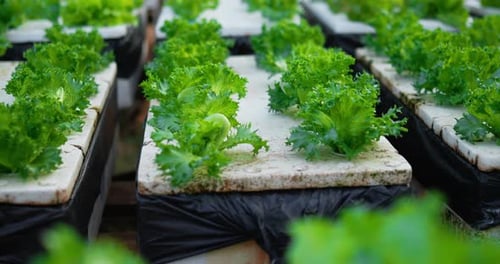 Footage close up of Fresh green oak lettuce salad, organic hydroponic vegetable