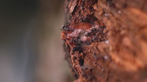 Ants Collecting Tree Resin in Macro View