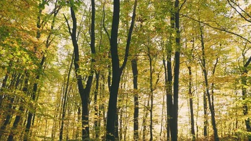 Baumwipfel im Wald