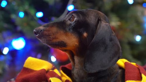 Adorable Dachshund Wearing Scarf Near Christmas Tree