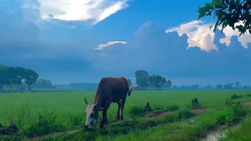 Cow Grazing in Green Field on Cloudy Day