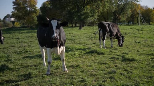 a Small Herd of Black and White Cows Graze on a Meadow in a Russian Village