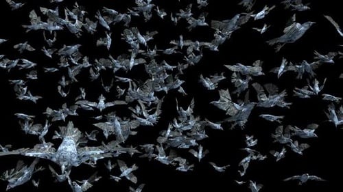 3D Animated Flock of Crows Flying on Black Background Loop