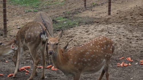 Whitetail spotted young deer scared and running away from feeding place slow motion
