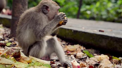 Affe kaut in der Natur auf Mais