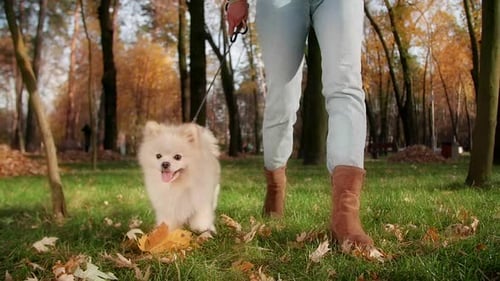 Tiny Spitz Puppy Accompanied By a Woman Strolling Along Green Meadow