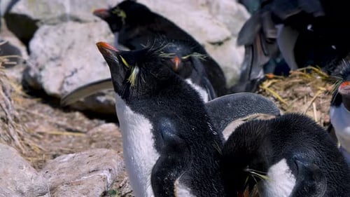 Rockhopper Penguins and Imperial Shags on New Island Falkland Islands