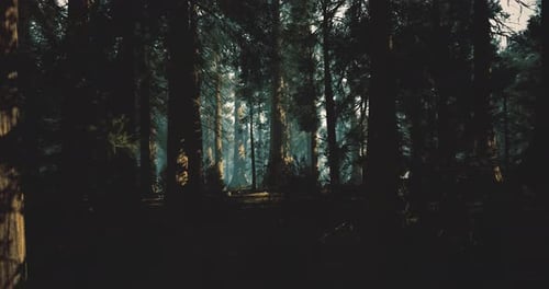 Les rayons de soleil de l'aube en forêt illuminent une forêt luxuriante avec sérénité