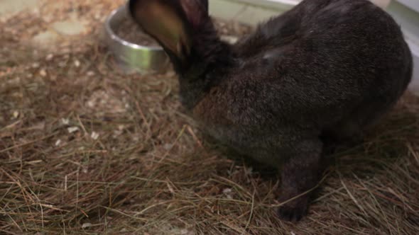 Dark Rabbits on the Farm, Vehicles Stock Footage ft. rabbit & fluffy ...