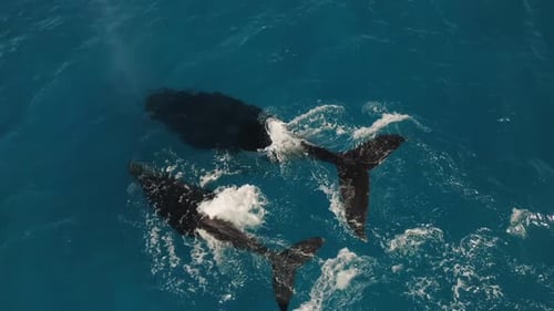 Whales Swimming in the Ocean from Above