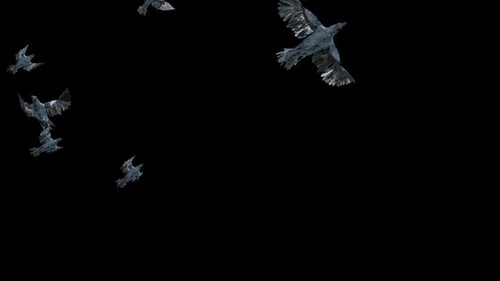 Flock of Flying Crows with Alpha Channel Transition