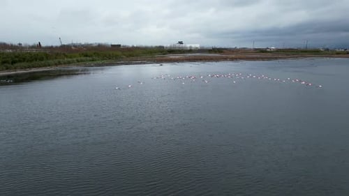 Flock of Flamingos