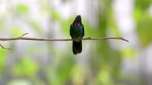 A colourful hummingbird perches on a branch in a forest in Ecuador, South America.