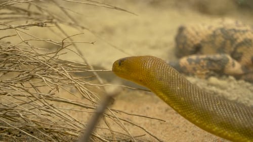 Plan rapproché d'une femme python (Aspidites ramsayi) en mouvement.