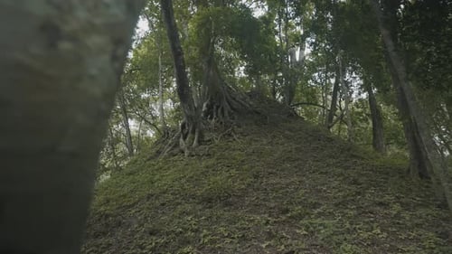 Revealing Shot Of Huge Trees With Exposed Roots In The Mountain. slider right, low angle shot