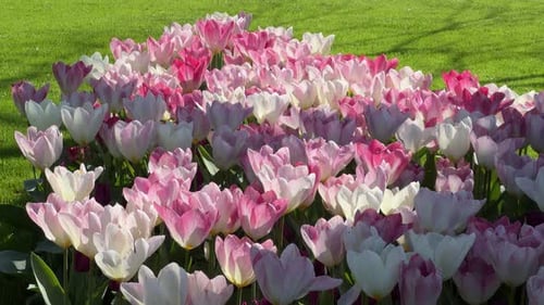 Close-up of sunlit white-pink tulips swaying in the wind in Keukenhof Park. A colorful spring garden