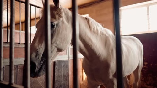 Portrait of a beautiful white horse standing in a stall in a stable the concept of love for sports