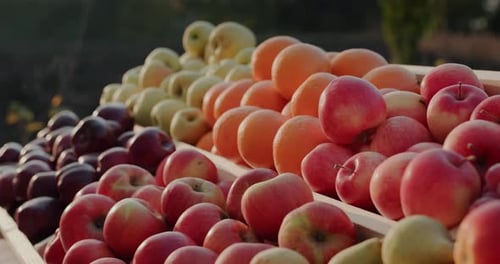 A Stall with Juicy Seasonal Fruits at an Agricultural Fair