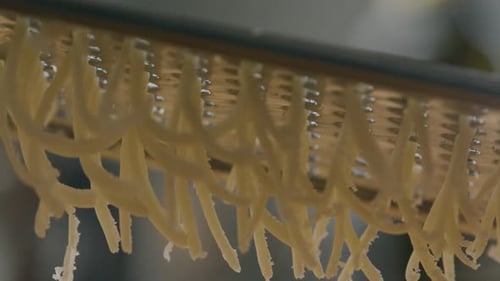 Extreme Close-Up of Shreds of Cheese Being Grated over Dish