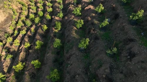 Enchanting Farmscapes Cinematic Drone's Perspective of the Avocado Plantations on the Hillside