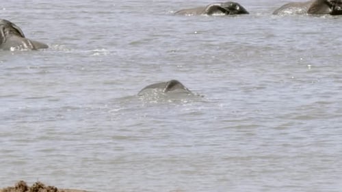 Small herd of African Elephants cooling off in South African river. Midday.