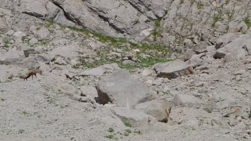 Troupeau de chamois à la recherche de nourriture sur un plateau rocheux. (4K)