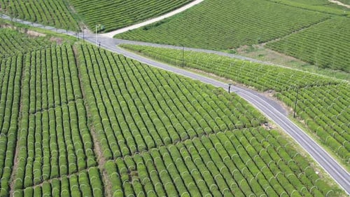 Tea plantation in mountain