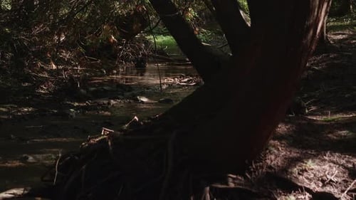 A forest river running in the shadows of thick forest, where shadows hide tree trunks