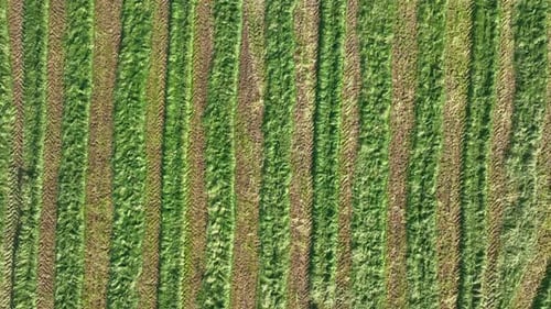 Herbe coupée sur une ferme laissée à flétrir, prête pour l'ensilage du bétail