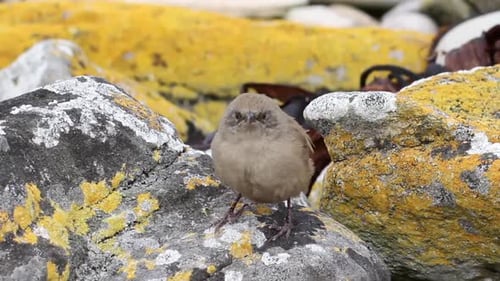 Cobb's wren