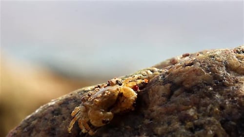 Small Yellow Shore Crab jumping off rock during low tide, Eilat, Israel