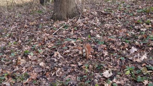 Squirrel in the autumn park. Slow motion.