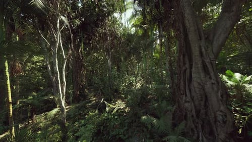 Immersive Camera Flight Through Lush Jungle Environment