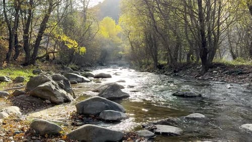 Water Flowing Through The Forest Stream In Summer. - static shot