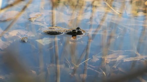 Toad frog laying in pond with water reflections in spring, wildlife detail springtime