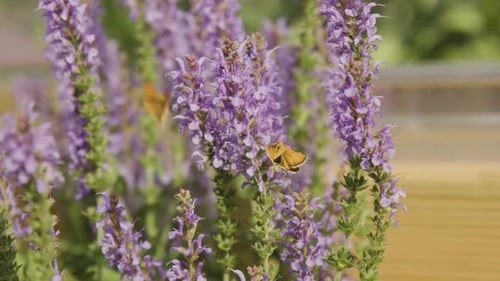 Orange Butterflies Gathering Nectar from Purple Flowers