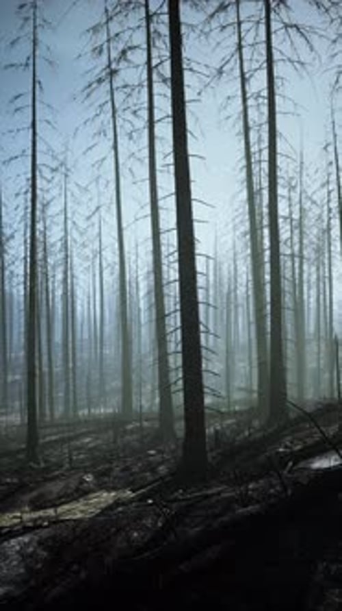 Lush Forest With Tall Trees