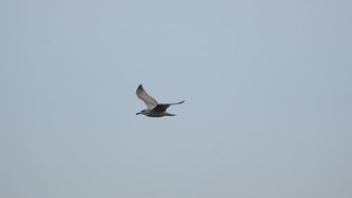 Möwe fliegt gegen den Himmel - niedriger Winkel