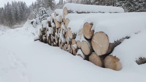 Pile de rondins recouverte de neige près de la forêt de pins. - plan incliné vers le haut