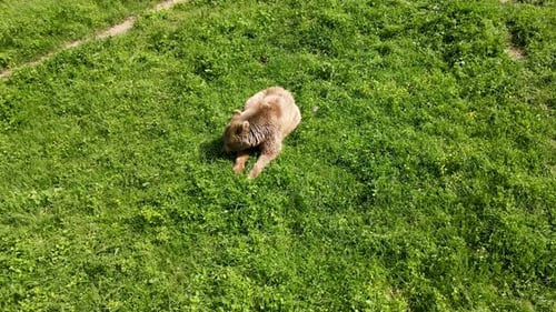 Brown Bear Resting on a Grassy Hillside