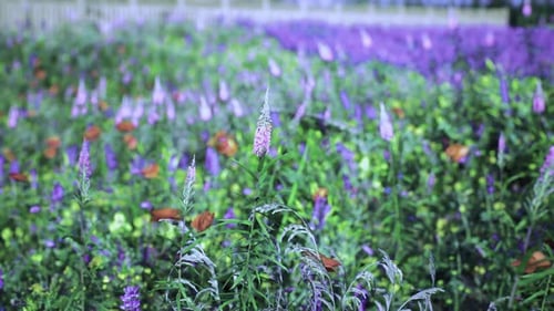 Buntes Wildblumenfeld mit Schmetterlingen an einem sonnigen Frühlingstag