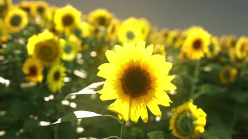 A Breathtaking Field of Vibrant Sunflowers Stretching Towards the Blue Sky