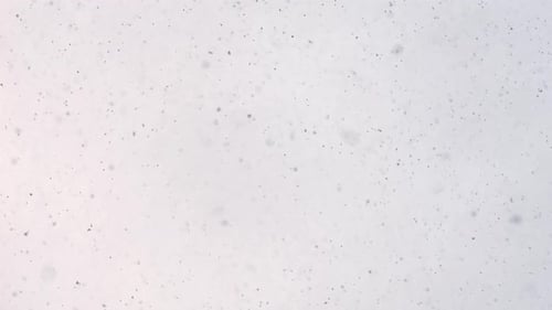 2K Schnee