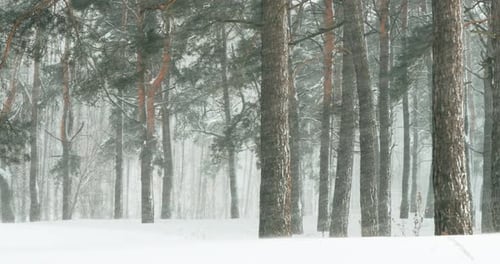 Schöner verschneiter Wald an einem frostigen Wintertag mit Schneedecke