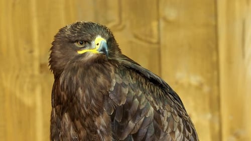Der Steppenadler ist ein Greifvogel. (Aquila rapax)