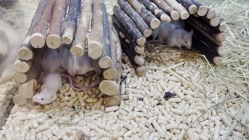 Little White Mice are Sitting in a Cage A Beautiful Group of Mice