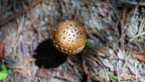 Close Up of a Mushroom on Forest Floor