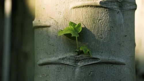 Nice close up shot of small tree growing out of a papaya tree healthy ripe and green papaya